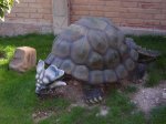 Tortue dinoauresque