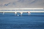 4300m: 3 flamants et une mouette!