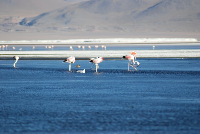 4300m: 3 flamants et une mouette!