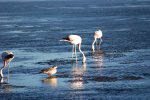 3 flamants et un canard!