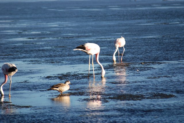 3 flamants et un canard!