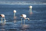Encore des flamants
