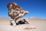 El arbol de piedra