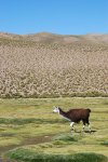 Le lama obligatoire