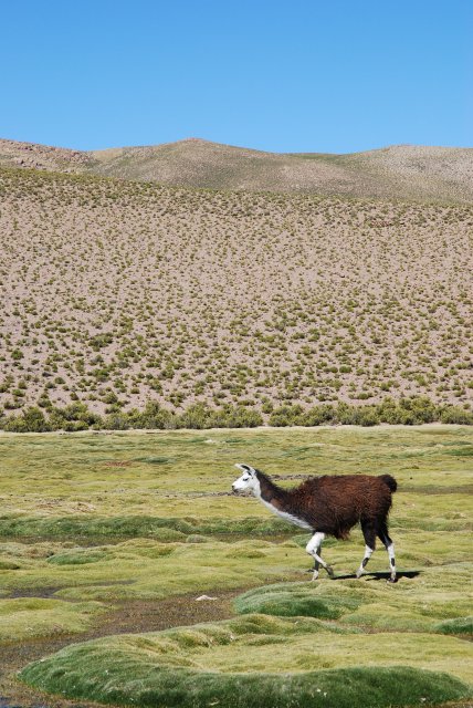 Le lama obligatoire