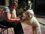 Nico le chien