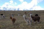 Ulla Ulla: Alpacas et cordillera