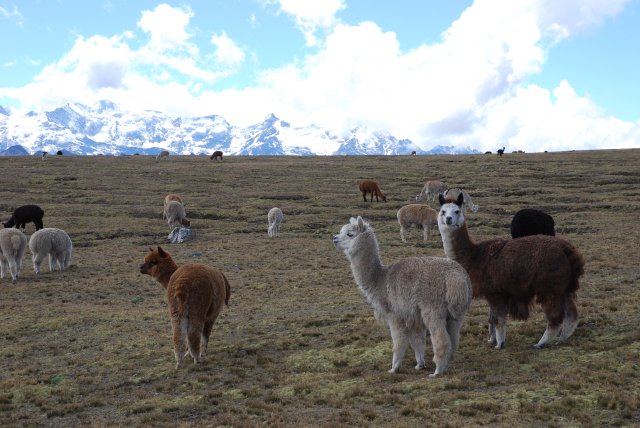 Ulla Ulla: Alpacas et cordillera