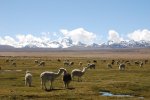 Ulla Ulla: Alpacas et cordillera