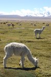 Ulla Ulla: Alpacas et cordillera, toujours