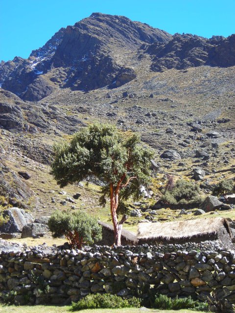 Jour 2: Arbre Queñoa