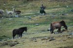 Jour 3: Chiquitin, la mule et un copain