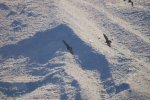 Jour 4: Condors