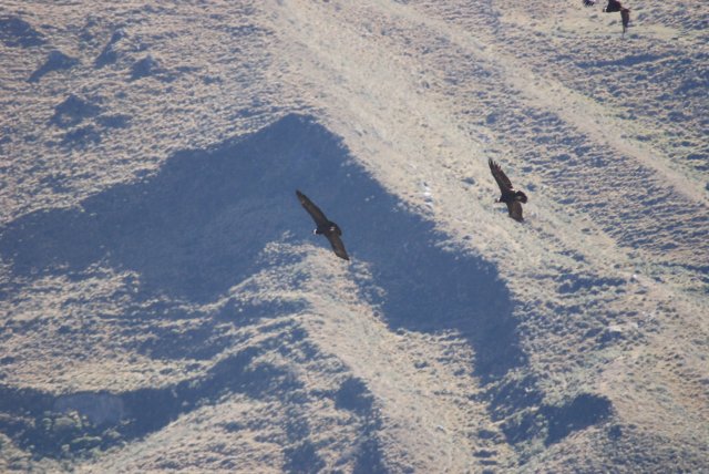 Jour 4: Condors
