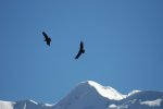 Jour 4: Encore des condors