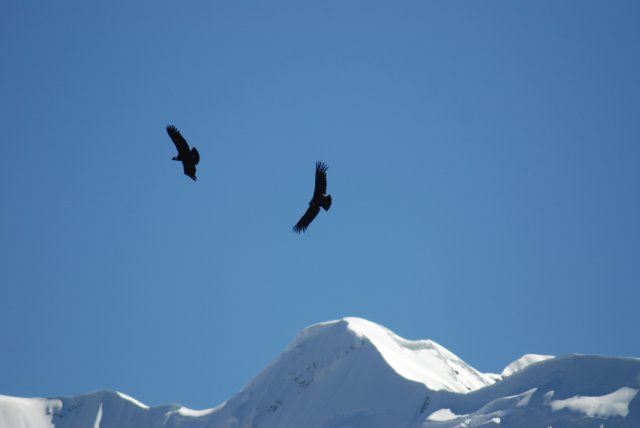 Jour 4: Encore des condors