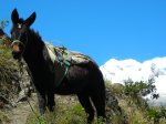Jour 1: La mule de service (avec l'Illampu en fond)