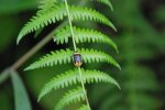 Coccinelle