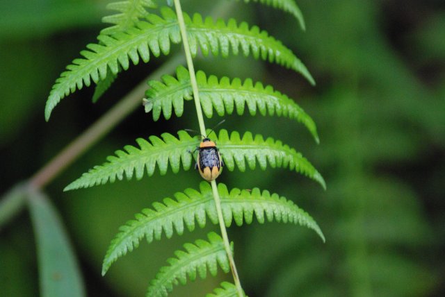Coccinelle