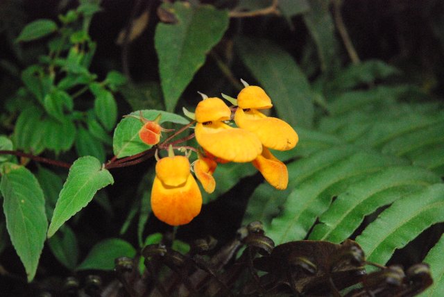 Fleurs
