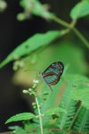 Papillon aux ailes transparentes