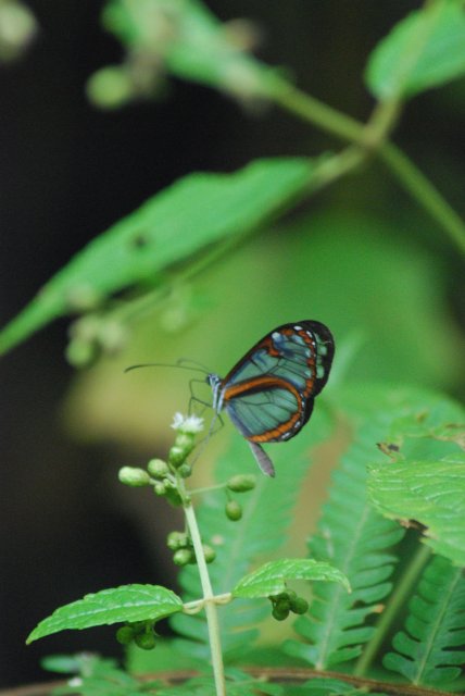 Papillon aux ailes transparentes