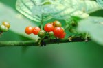 Mini tomates