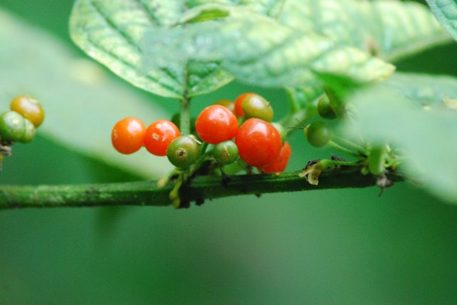 Mini tomates