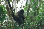 Singe laineux (les nuits sont froides)