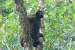 Singe laineux toujours