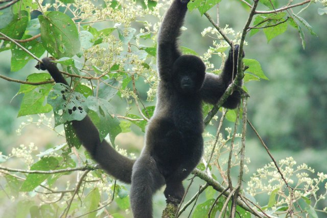 Je ne lâche pas ma branche