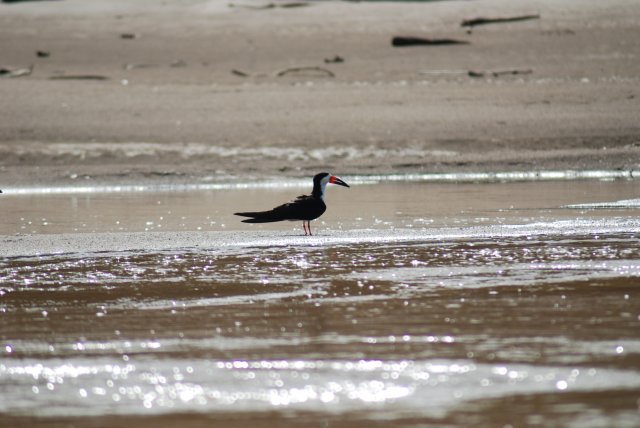 Oiseau