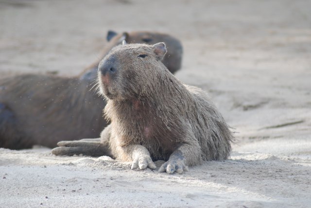 Capivaras