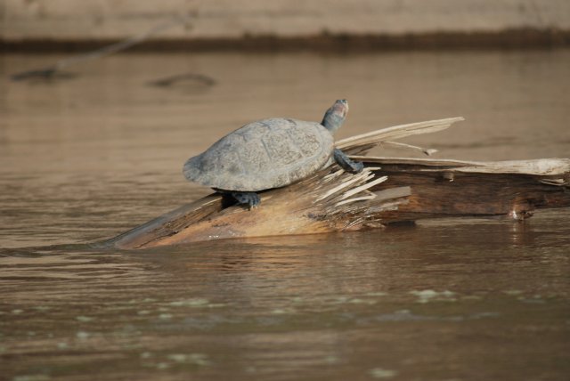 Tortue de rivière