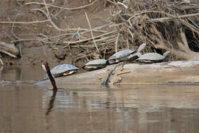 Tortues