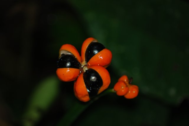 Fleur