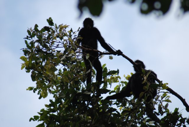 Singes araignées