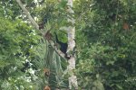 Autre singe araignée