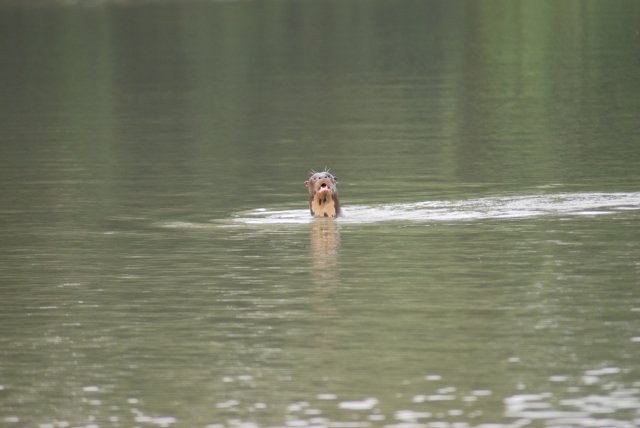 Loutres géantes (lobos de rio)