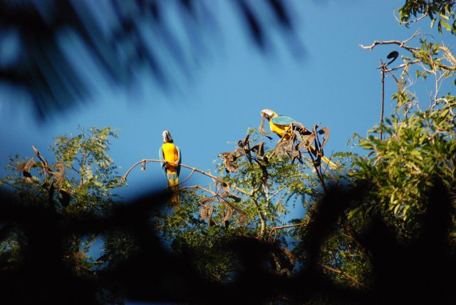 Aras bleu et jaune au coucher de soleil