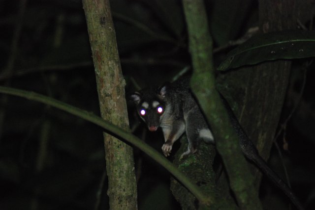 Raton de nuit