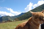 Miaou