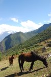 Mules et Choquequirao (tout au fond)