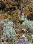 Fleurs en dessus de Yanama