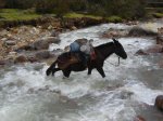 Courageuse mule
