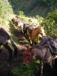 Embouteillage de mules