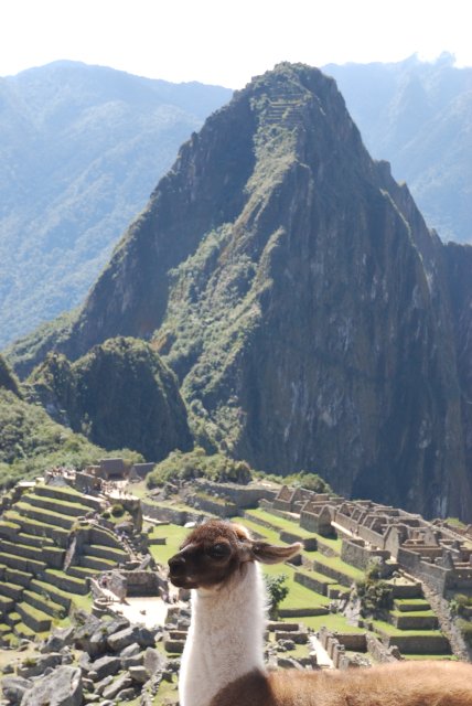 La même avec lama