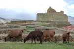 Ingapirca: les llamas de service