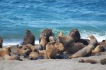 Lions de mer