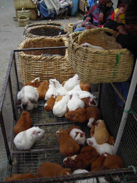 Compra mis cuys
